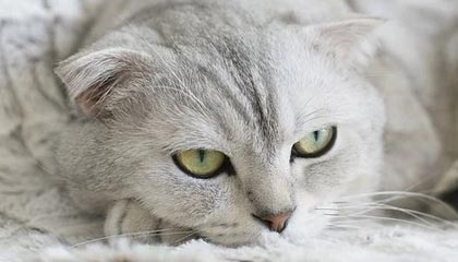 TL官宣新中单选手加盟，tl中单jensen